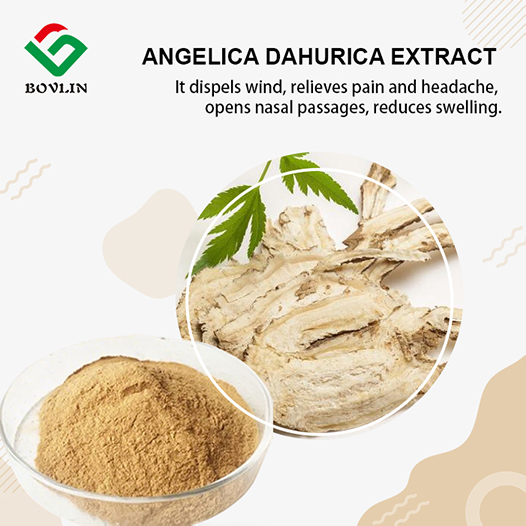 Angelica Dahurica Extract Angelica Dahurica Extract